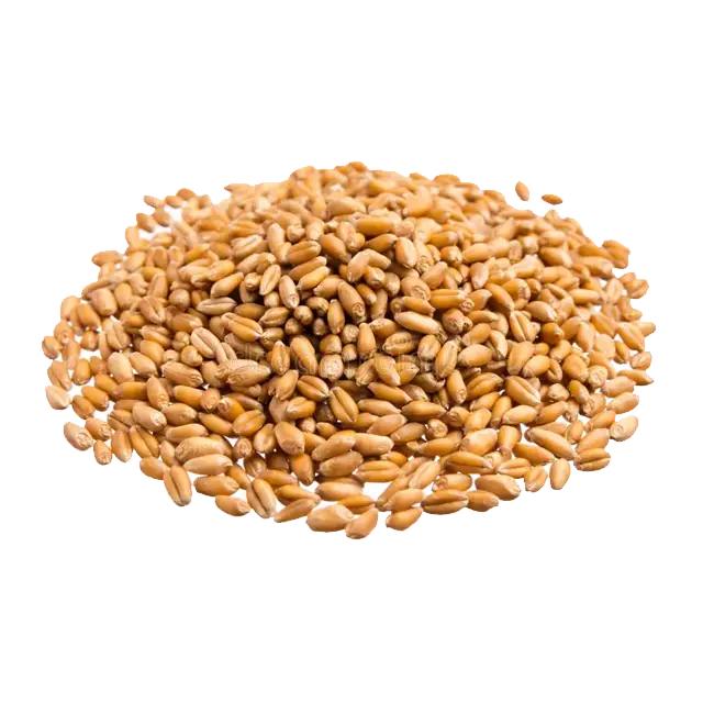 B Vitamins B1 B2 B3 B6.webp__PID:8ff9c6f5-6d28-4299-a0db-d66b0a247d4f