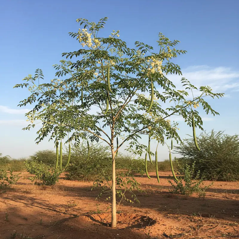 A Moringa oleifera tree in cultivation, seed pods visible on the branches